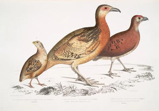 John Edward Gray - 1 Ferrugineous Cryptonyx Cryptonyx ferrugineus 2 Long Billed Francolin Francolinus longinostris.webp