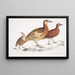 Cryptonyx ferrugineux Cryptonyx ferrugineus 2 Francolin à long bec Francolinus longinostris - John Edward Gray — gerahmtes Bild an der Wand