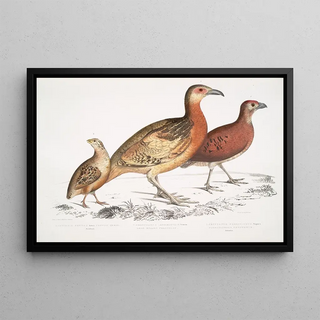 John Edward Gray - 1 Ferrugineous Cryptonyx Cryptonyx ferrugineus 2 Long Billed Francolin Francolinus longinostris.webp