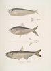 Widder ohne Flossen Ramcarata Apterygia Ramacarata 2 Chapra Shad Alosa Chapra 3 Langkiefer-Hering von Hamilton Thrissa Hamiltonii - John Edward Gray — Ansicht des Kunstwerks