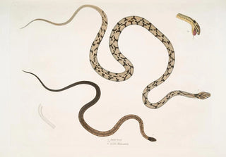 John Edward Gray - 1 Gocool Dipsas Dipsus Dipsas Gocool 2 Black Headed Lycodon Lycodon melanocephalus.webp