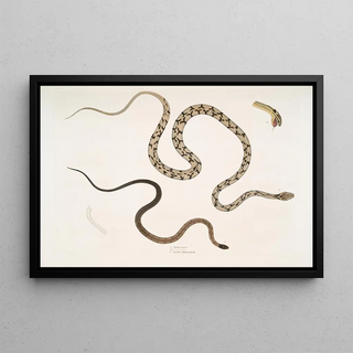John Edward Gray - 1 Gocool Dipsas Dipsus Dipsas Gocool 2 Black Headed Lycodon Lycodon melanocephalus.webp