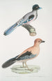 Geai gularis Garrulus gularis 2 Schön geai Garrulus ornatus Originalgröße - John Edward Gray — Ansicht des Kunstwerks