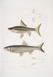 Carpe de Hamilton Cyprinus Bangana Hamiltonii Taille naturelle 2 Carpe Goha Cyprinus Leuciscus Goha - John Edward Gray — Ansicht des Kunstwerks