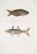 Julis de Hardwicke Julis Hardwickii 2 Kurzflossen-Paradiesfisch Polynemus Teria - John Edward Gray — Ansicht des Kunstwerks