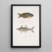 Julis de Hardwicke Julis Hardwickii 2 Kurzflossen-Paradiesfisch Polynemus Teria - John Edward Gray — gerahmtes Bild an der Wand
