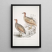 Hepburn Perdix Hepburnii 2 Perdix Hepburnii var Pallida Odypore - John Edward Gray — gerahmtes Bild an der Wand