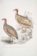 Hepburn Perdix Hepburnii 2 Perdix Hepburnii var Pallida Odypore - John Edward Gray — Ansicht des Kunstwerks
