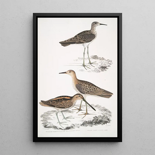 John Edward Gray - 1 Horsfields Snipe Scolopax Horsfieldii 2 Indian Sandpiper.webp