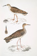 Bécasseau indien Totanus Indicus 2 Bécassine Bhegondee Bhegondic Limosa Hardwickii - John Edward Gray — Ansicht des Kunstwerks