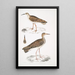 Bécasseau indien Totanus Indicus 2 Bécassine Bhegondee Bhegondic Limosa Hardwickii - John Edward Gray — gerahmtes Bild an der Wand