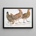 Poule javanaise Gallus furcatus 2 Poule de Lord Stanley Gallus stanleyi 3 Poule de Banks Gallus bankiva - John Edward Gray — gerahmtes Bild an der Wand