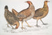 Poule javanaise Gallus furcatus 2 Poule de Lord Stanley Gallus stanleyi 3 Poule de Banks Gallus bankiva - John Edward Gray — Ansicht des Kunstwerks
