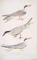 Javanesisches Sterne-Gemälde Sterna Javanica 2 Sterne verbündet Sterna similis 3 Sterne mit braunem Bauch Sterna acuticauda - John Edward Gray — Ansicht des Kunstwerks