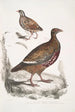 Perdrix Lerwa Perdix Lerwa 2 Caille à bec rouge Coturnix erythrorhyncha - John Edward Gray — Ansicht des Kunstwerks