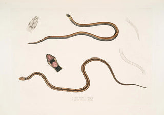 John Edward Gray - 1 Lined backed Elaps Elaps dorsalis 2 Chain Spotted Lycodon Lycodon catenatus.webp