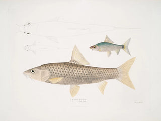 Carpe Mosal, Carpe Morala - John Edward Gray — Ansicht des Kunstwerks