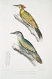 Pic du Népal Picus Nepaulensis 2 Pic à moustaches Picus barbatus - John Edward Gray — Ansicht des Kunstwerks