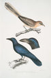 Geai à oreilles pâles Garrulus albifrons 2 Corbeau à gros bec Corvus macrorhynchus - John Edward Gray — Ansicht des Kunstwerks