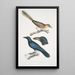 Geai à oreilles pâles Garrulus albifrons 2 Corbeau à gros bec Corvus macrorhynchus - John Edward Gray — gerahmtes Bild an der Wand