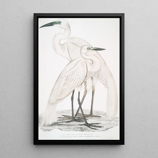 John Edward Gray - 1 Pure White Heron Ardea modesta 2 Black Billed Heron Ardea nigrirostris.webp