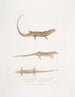 Tiliqua à ventre rouge Tiliqua rubriventris 2 Schöne Tiliqua Tiliqua pulchra - John Edward Gray — Ansicht des Kunstwerks