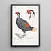 Fasan mit roter Schwanzfeder Euplocomus erythrothalmus 2 Kopf eines silbernen Fasan mit Haube Euplocomus Nycthemerus - John Edward Gray — gerahmtes Bild an der Wand
