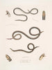 Calliophis grêle Calliophis gracilis 2 Maticora ligné Maticora lineata 3 Changulia à ventre blanc Changulia albiventer - John Edward Gray — Ansicht des Kunstwerks