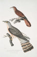 Coucou à bec fin Cuculus tenuirostris 2 Coucou Bhrow Brow Cuculus Lathami - John Edward Gray — Ansicht des Kunstwerks