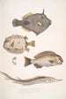 Monacanthe à épines Monacanthus Amanses Histrix 2 Poisson-coffre à nombreuses épines Ostracion Acarana auritus - John Edward Gray — Ansicht des Kunstwerks