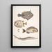 Monacanthe à épines Monacanthus Amanses Histrix 2 Poisson-coffre à nombreuses épines Ostracion Acarana auritus - John Edward Gray — gerahmtes Bild an der Wand