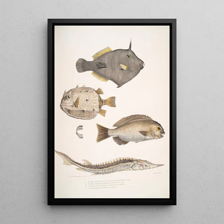 John Edward Gray - 1 Spine Sided Monacanthus Monacanthus Amanses Histrix 2 Many Spined Coffin Fish Ostracion Acarana auritus.webp