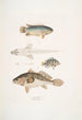 Anabas à branchies épineuses Anabas spinosus 2 Coius à deux taches Coius binotatus 3 Scina tachetée Scina maculata - John Edward Gray — Ansicht des Kunstwerks