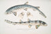 Requin barbu tacheté Scyllum maculatum Inde Mus Brit 2 Requin barbu orné Scyllum ornatum - John Edward Gray — Ansicht des Kunstwerks