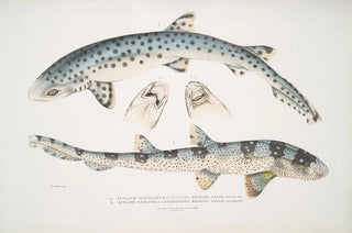 John Edward Gray - 1 Spotted Bearded Shark Scyllum maculatum India Mus Brit 2 Ornamented Bearded Shark Scyllum ornatum.webp