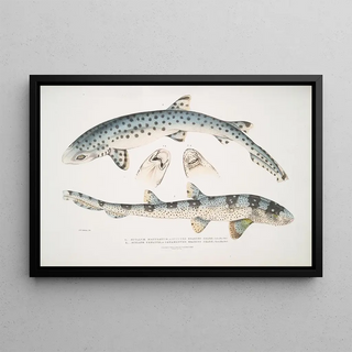 John Edward Gray - 1 Spotted Bearded Shark Scyllum maculatum India Mus Brit 2 Ornamented Bearded Shark Scyllum ornatum.webp