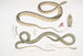Serpent à ventre tacheté Coluber ventromaculatis 2 Serpent d'arbre de Bell Ahtula Bellii - John Edward Gray — Ansicht des Kunstwerks