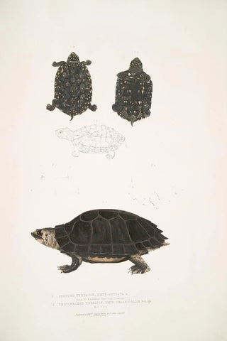 John Edward Gray - 1 Spotted Terrapin Emys Guttata Emys Hamiltonii 2 Thicknecked Terrapin Emys crassicollis.webp