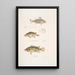 Pterapon à trois bandes Pterapon trivittatus 2 Bedula nuageux Bedula nebulosus 3 Bedula de Hamilton Bedula Hamiltonii - John Edward Gray — gerahmtes Bild an der Wand