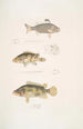 Pterapon à trois bandes Pterapon trivittatus 2 Bedula nuageux Bedula nebulosus 3 Bedula de Hamilton Bedula Hamiltonii - John Edward Gray — Ansicht des Kunstwerks