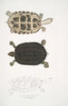 Tortue Thugi Emys Thugi - John Edward Gray — Ansicht des Kunstwerks
