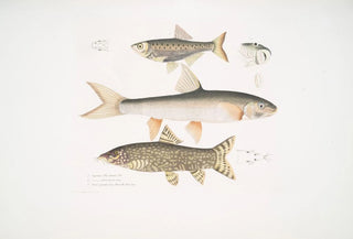 John Edward Gray - 1 Tileo Carp Cyprinus Tileo 2 Richardsons Carp Cyprinus Richardsonii 3 Beautiful Loach Botia grandis.webp