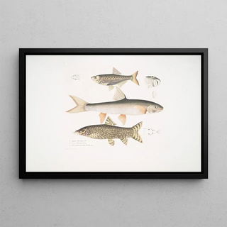 John Edward Gray - 1 Tileo Carp Cyprinus Tileo 2 Richardsons Carp Cyprinus Richardsonii 3 Beautiful Loach Botia grandis.webp