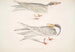 Sterne Ondulée Sterna brevirostris 2 Sterne à Bec Orange Sterna aurantia - John Edward Gray — Ansicht des Kunstwerks