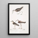 Bécasseau à queue blanche Totanus leucurus 2 Bécasseau allié Totanus affinis 3 Bécassine de Cawnpore Totanus Lathami - John Edward Gray — gerahmtes Bild an der Wand