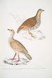 Perdrix des bois Perdix gularis 2 Perdrix orientale Perdix orientalis - John Edward Gray — Ansicht des Kunstwerks