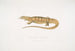 Varan gelb (Monitor flavescens) - John Edward Gray — Ansicht des Kunstwerks