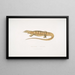 Varan gelb (Monitor flavescens) - John Edward Gray — gerahmtes Bild an der Wand