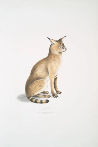 John Edward Gray - Allied Cat Felis affinis.webp