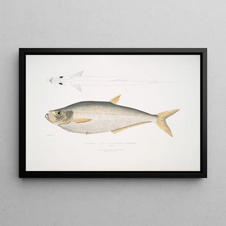 John Edward Gray - Allied Herring Clupea affinis Penang.webp